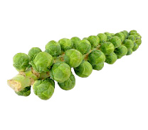 Bin Brussel Sprout Trees