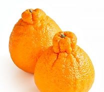 Sumo/Dekopons (22ct)