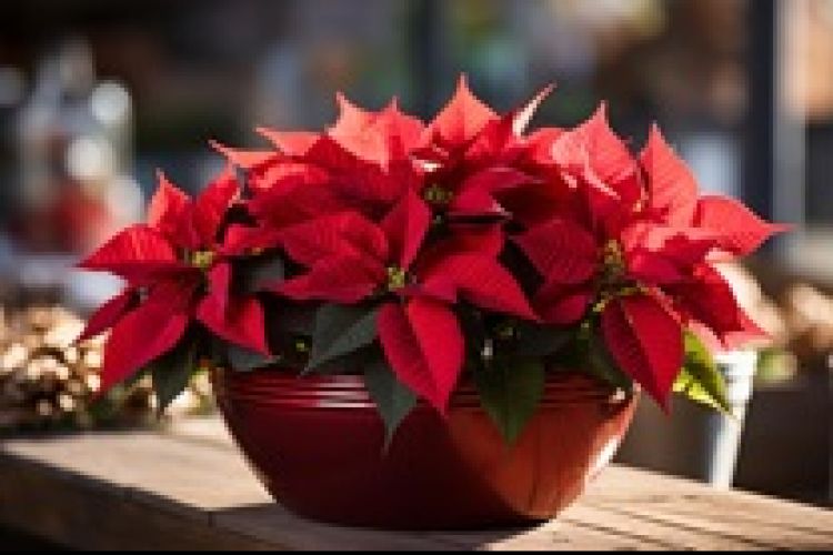 How to Care for Poinsettias