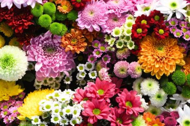 Peirone Floral Rebate Program Peirone Floral Rebate Program