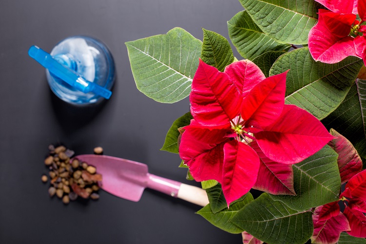 How To Care For Poinsettias