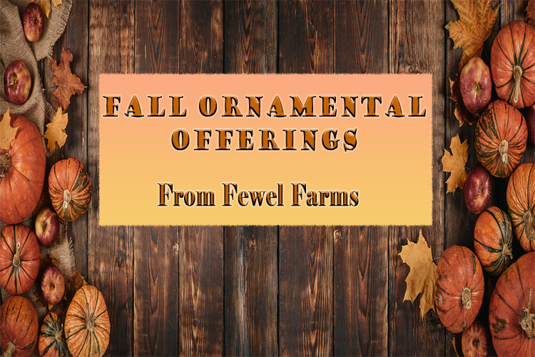 Fall Ornamental Offerings