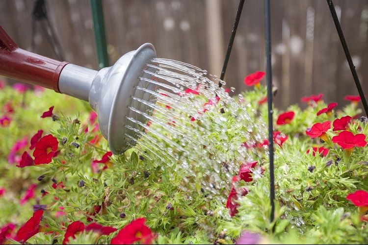 Proper Watering For Your Spring Rack Plants and Hanging Baskets