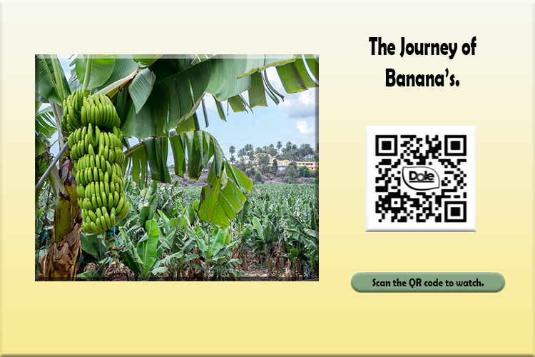 The Journey of Banana's The Journey of Banana's
