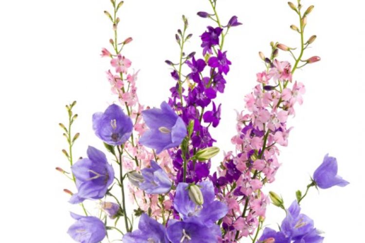 2027 Bouquet of the Month 2027 Bouquet of the Month