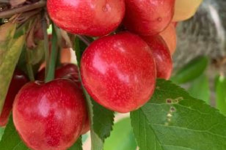 Special Market Update: California Cherries